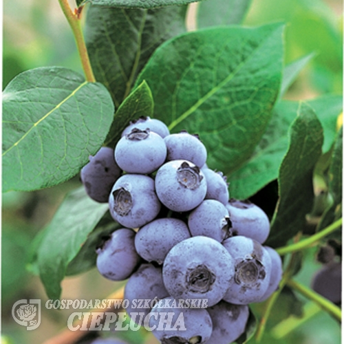 Patriot - Highbush blueberry - Patriot - Vaccinium corymbosum