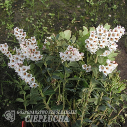 Vaccinium vitis-idaea 'Sanna' - Preiselbeere - Vaccinium vitis-idaea 'Sanna'