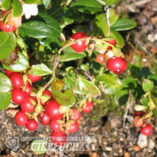 Vaccinium vitis-idaea 'Red Pearl' - Preiselbeere - Vaccinium vitis-idaea 'Red Pearl'