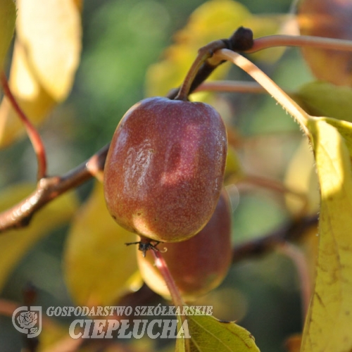 Actinidia arguta 'Purpurna Sadowa' - Актинидия острая - Actinidia arguta 'Purpurna Sadowa'