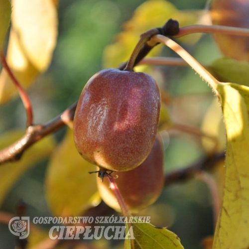 Actinidia arguta 'Purpurna Sadowa' - Hardy kiwi - Actinidia arguta 'Purpurna Sadowa'