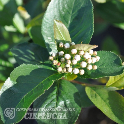 Aronia melanocarpa Galicjanka- Schwarze Apfelbeere Galicjanka - Aronia melanocarpa Galicjanka