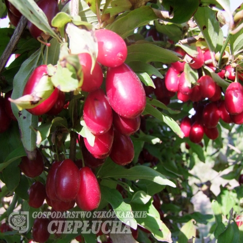 Cornus mas - dereń jadalny - Cornus mas