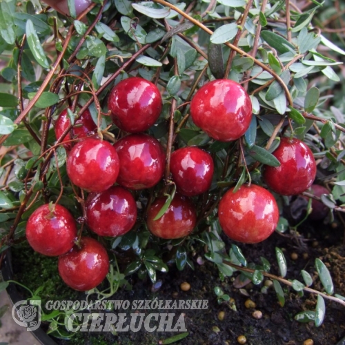 Vaccinium macrocarpon 'Corallium' - żurawina wielkoowocowa - Vaccinium macrocarpon 'Corallium'