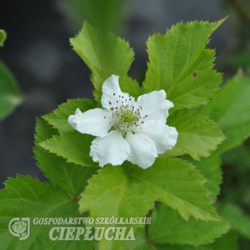 Rubus fruticosus Theodor Reimers- jeżyna bezkolcowa - Rubus fruticosus Theodor Reimers