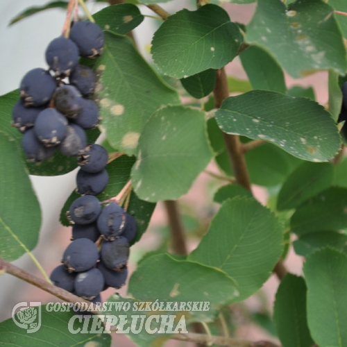 Amelanchier Sultana - świdośliwa - Amelanchier Sultana