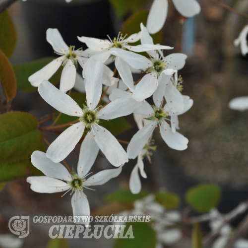 Amelanchier alnifolia Obelisk - świdośliwa olcholistna - Amelanchier alnifolia Obelisk