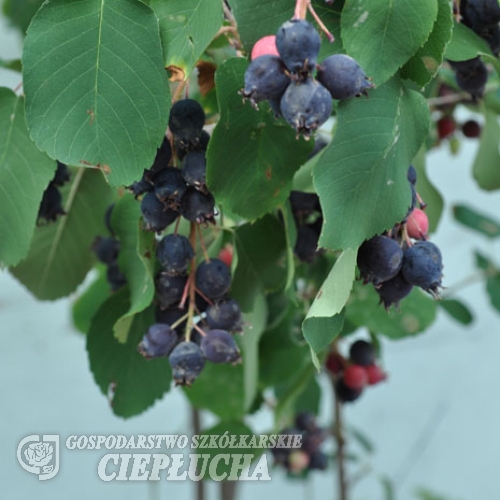 Amelanchier alnifolia Smoky - świdośliwa olcholistna - Amelanchier alnifolia Smoky