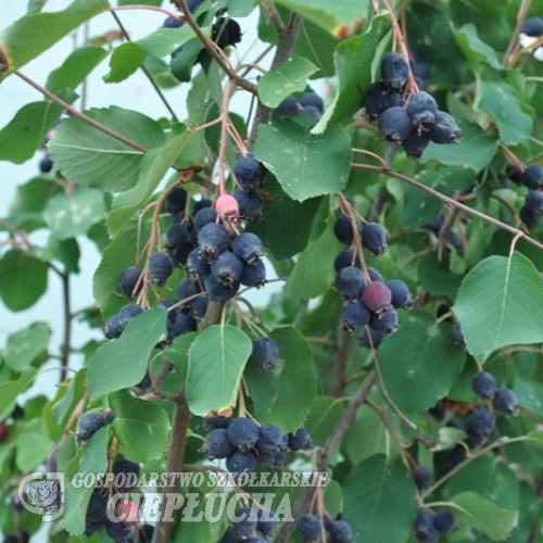 Amelanchier alnifolia - świdośliwa olcholistna - Amelanchier alnifolia