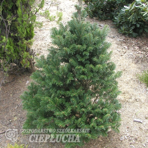 Abies alba 'Pyramidalis' - Säulen-Weißtanne : Pyramiden-Weißtanne - Abies alba 'Pyramidalis'