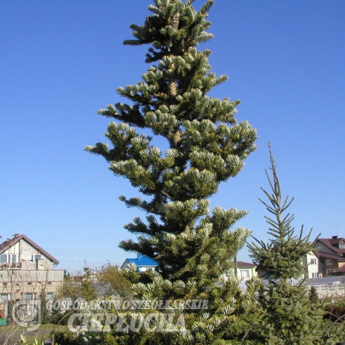 Abies homolepis - Nikko Fir - Abies homolepis
