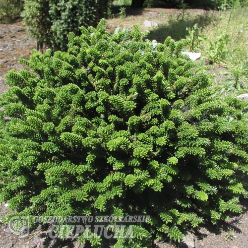 Abies koreana 'Oberon' - jodła koreańska - Abies koreana 'Oberon'