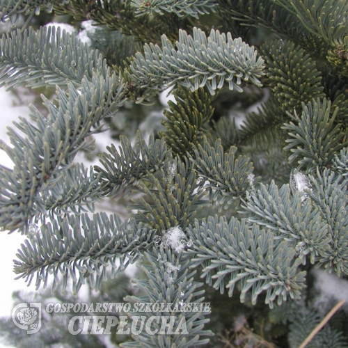 Abies procera 'Glauca' - Пихта высокая - Abies procera 'Glauca'