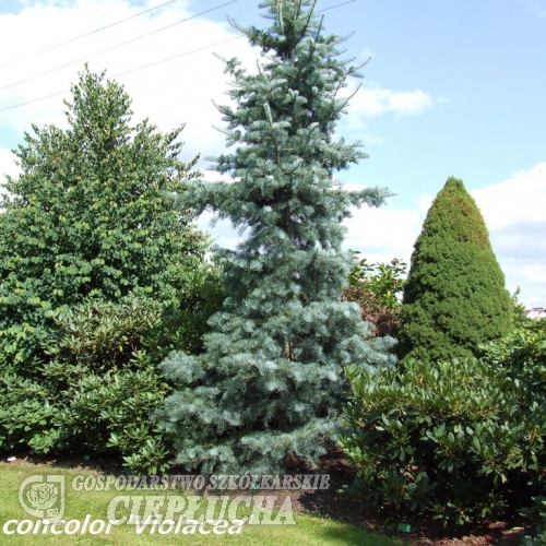 Abies concolor 'Violacea' - Пихта одноцветная - Abies concolor 'Violacea'