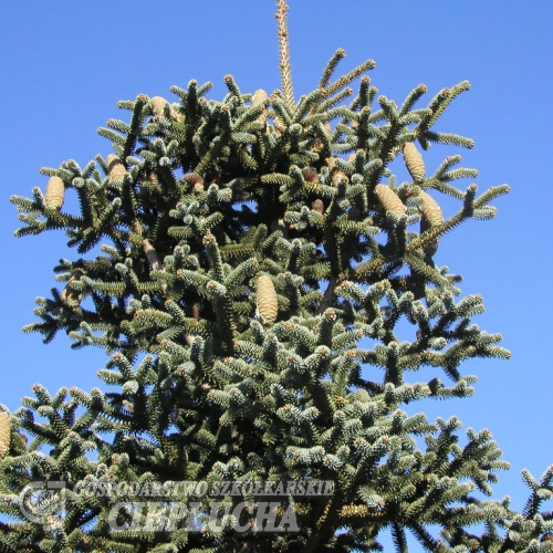 Abies pinsapo 'Glauca' - Пихта испанская - Abies pinsapo 'Glauca'