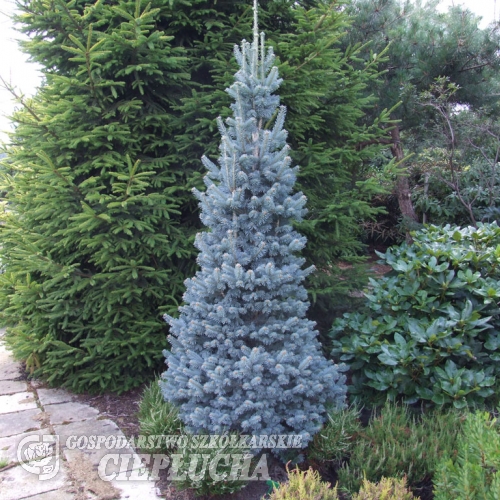 Abies lasiocarpa 'Compacta' - Alpine Fir - Abies lasiocarpa 'Compacta' ; Abies arizonica 'Compacta'