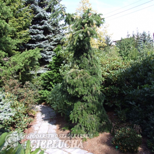 Abies nordmanniana 'Pendula' - Weeping nordmann fir - Abies nordmanniana 'Pendula'