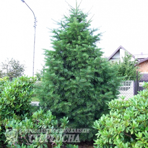 Abies concolor var. lowiana - Пихта одноцветная - Abies concolor var. lowiana