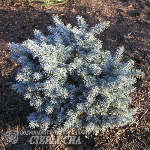 Picea pungens 'Glauca Globosa' - świerk kłujący - Picea pungens 'Glauca Globosa'