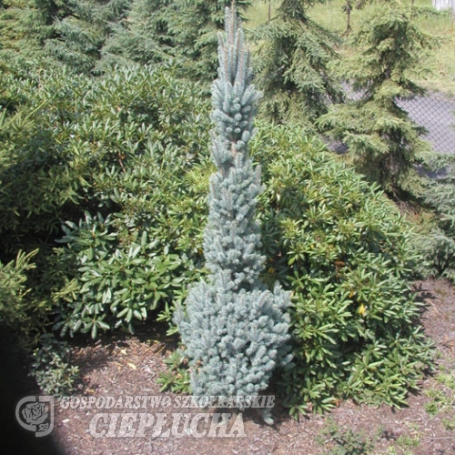 Picea pungens 'Iseli Fastigiate' - Blue Spruce - Picea pungens 'Iseli Fastigiate'