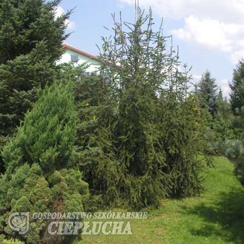 Picea abies 'Cranstonii' - Eль обыкновенная - Picea abies 'Cranstonii'
