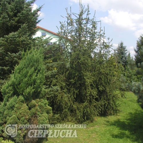 Picea abies 'Cranstonii' - Norway spruce - Picea abies 'Cranstonii'