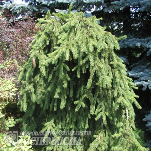 Picea abies 'Inversa' - Norway spruce - Picea abies 'Inversa'