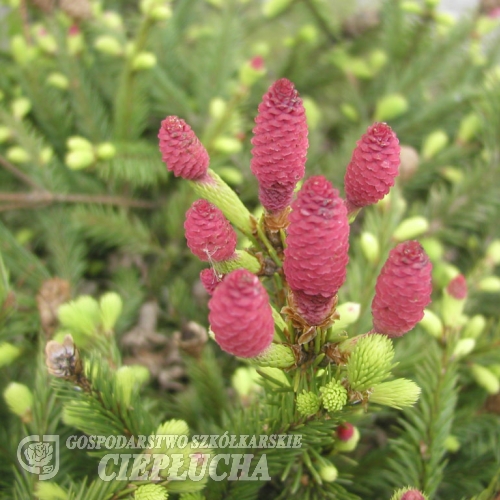 Picea abies 'Acrocona Anna' - Gemeine Fichte ; Zapfen-Fichte - Picea abies 'Acrocona Anna'