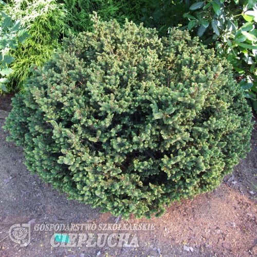 Picea abies 'Hystrix' - Ель обыкновенная - Picea abies 'Hystrix'