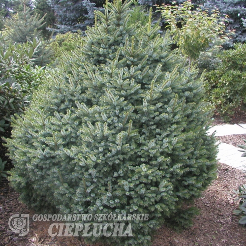Picea omorika 'Nana' - Ель сербская - Picea omorika 'Nana'