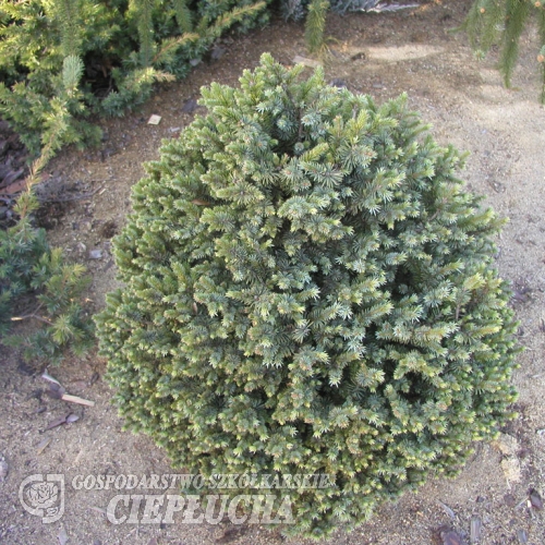 Picea sitchensis 'Tenas' - Ель ситхинская - Picea sitchensis 'Tenas'