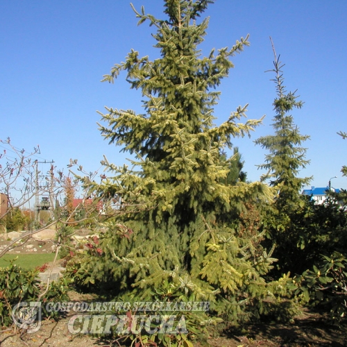 Picea omorika 'Aurea' - Ель сербская - Picea omorika 'Aurea'