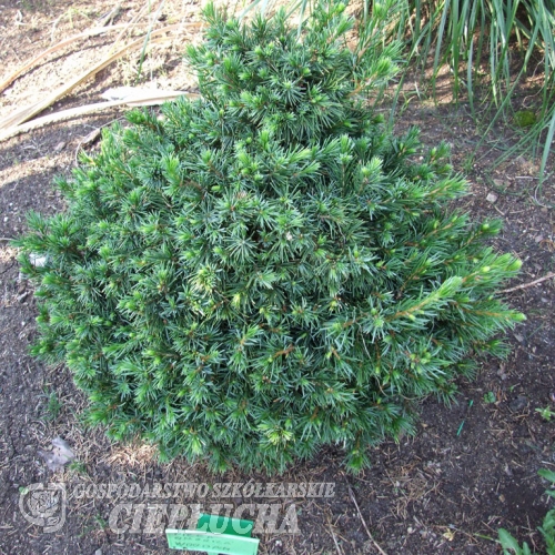 Picea omorika 'Wodan' - Dwarf Serbian Spruce - Picea omorika 'Wodan'