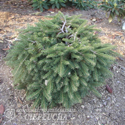 Picea abies 'Formanek' - świerk pospolity - Picea abies 'Formanek'