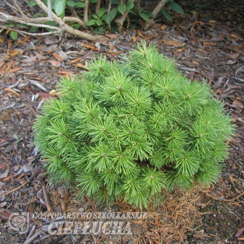 Pinus mugo 'Benjamin' - Bergkiefer - Pinus mugo 'Benjamin'