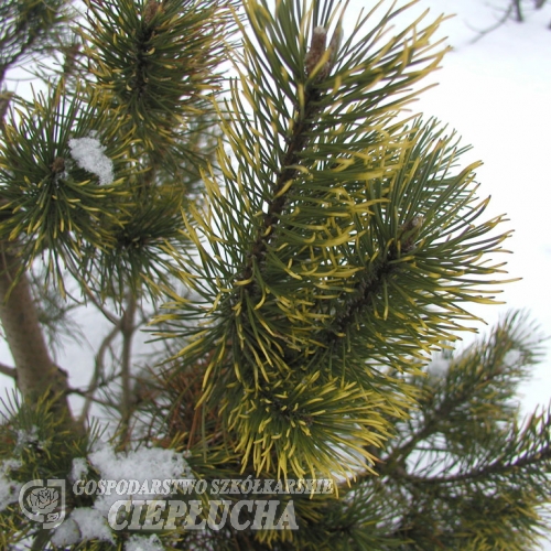 Pinus mugo 'Kokarde' - kosodrzewina - Pinus mugo 'Kokarde'