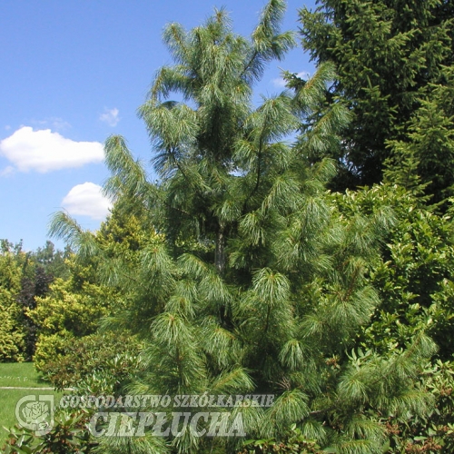 Pinus cembra var. sibirica - sosna limba - Pinus cembra var. sibirica ; Pinus  sibirica