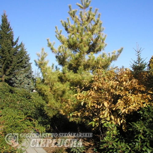 Pinus densiflora 'Aurea' - sosna gęstokwiatowa - Pinus densiflora 'Aurea'