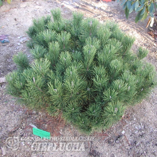 Pinus mugo 'Pal Maleter' - сосна горная - Pinus mugo 'Pal Maleter'