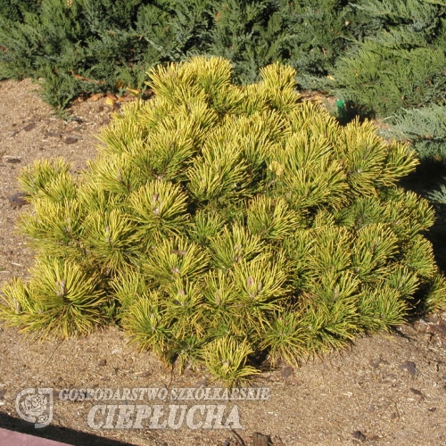 Pinus mugo 'Winter Gold' - сосна горная - Pinus mugo 'Winter Gold'