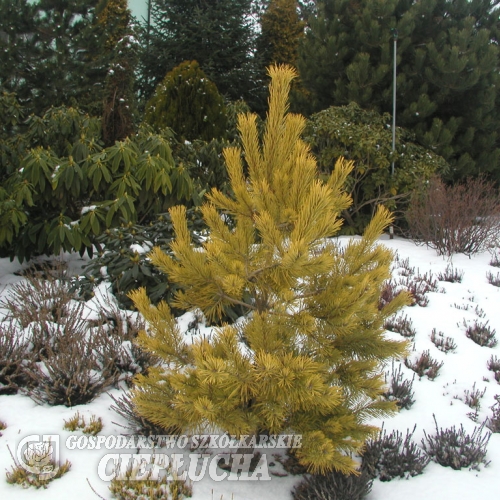 Pinus sylvestris 'Aurea' - Scotch's Pine - Pinus sylvestris 'Aurea'