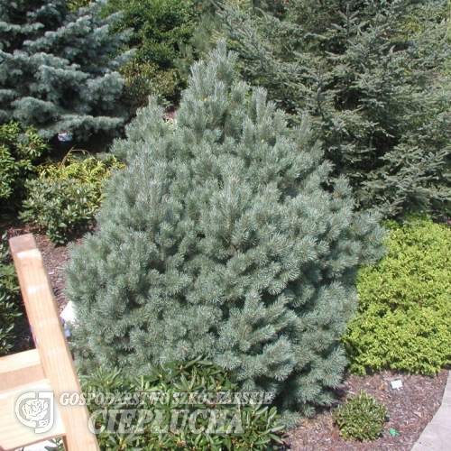 Pinus sylvestris 'Watereri' - Waldkiefer - Pinus sylvestris 'Watereri'