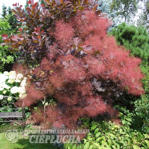 Cotinus coggygria 'Foliis Purpureis' -Smoketree - Cotinus coggygria 'Foliis Purpureis'  ;  Cotinus coggygria Rubrifolius Group