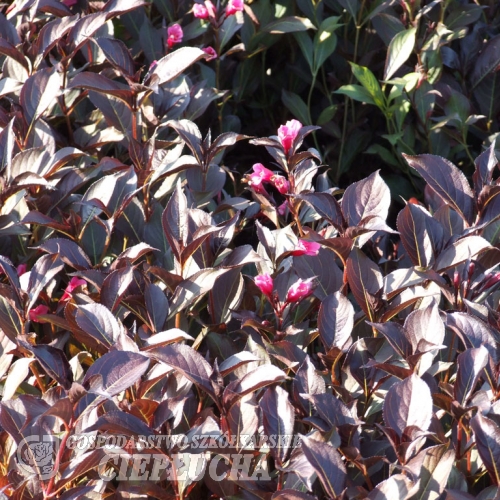 Weigela florida 'Victoria' - Вейгела цветущая - Weigela florida 'Victoria'