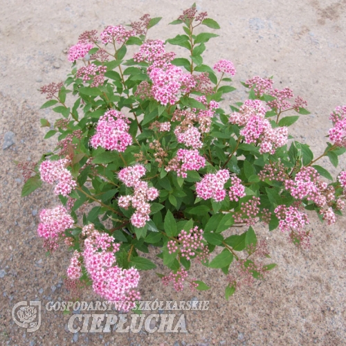 Spiraea japonica 'Little Princess' -  Japanischer Spierstrauch ; Zwergspiere  ;Rosa Zwergspiere - Spiraea japonica 'Little Princess'