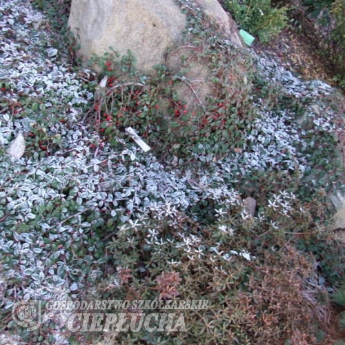 Cotoneaster radicans Eichholz- Irga rozesłana ; Irga Dammera - Cotoneaster radicans Eichholz ; Cotoneaster dammeri