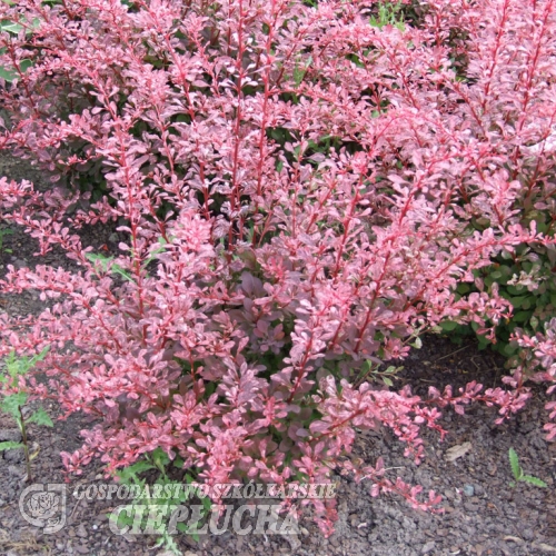 Berberis thunbergii 'Pink Perfection' - Berberys Thunberga - Berberis thunbergii 'Pink Perfection'