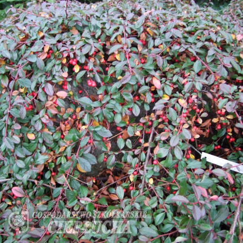 Cotoneaster dammeri 'Major'- irga Dammera - Cotoneaster dammeri 'Major'