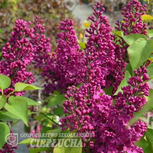 Syringa vulgaris 'Andenken an Ludwig Späth'- Lilak pospolity - Syringa vulgaris 'Andenken an Ludwig Späth'