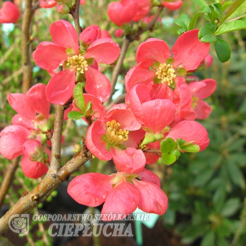 Chaenomeles xsuperba 'Orange Trail' - Japanese quince - Chaenomeles xsuperba 'Orange Trail'
